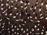valcoplodka bielostopkatá - lysoblanka bělonohá