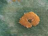 hnedospórka cesnaková