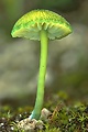 hodvábnica zelenohlúbiková