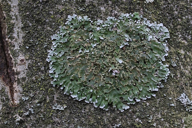 fyskónia žltkavá Physconia enteroxantha (Nyl.) Poelt